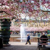Privat guide på en promenad runt Gamla Stan