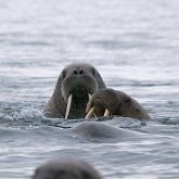 Valrossafari i Longyearbyen