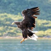 9C: Havsörnssafari i Lofoten